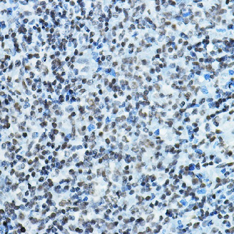 Immunohistochemistry of paraffin-embedded rat spleen using KAT7 Polyclonal Antibody at dilution of 1:100 (40x lens).Perform microwave antigen retrieval with 10 mM PBS buffer pH 7.2 before commencing with IHC staining protocol.