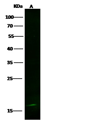 Recombinant LSM1 Monoclonal Antibody-searchlist-1