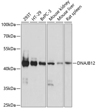 Western blot analysis of extracts of various cell lines using DNAJB12 Polyclonal Antibody at dilution of 1:1000.