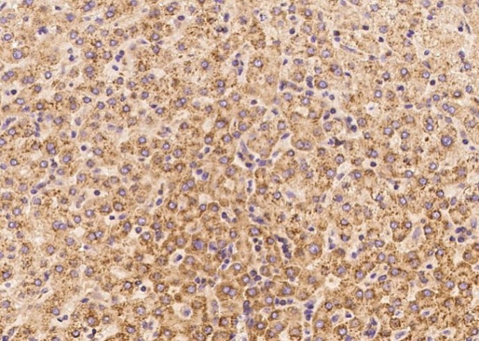 IL-6 Monoclonal Antibody - small - 2