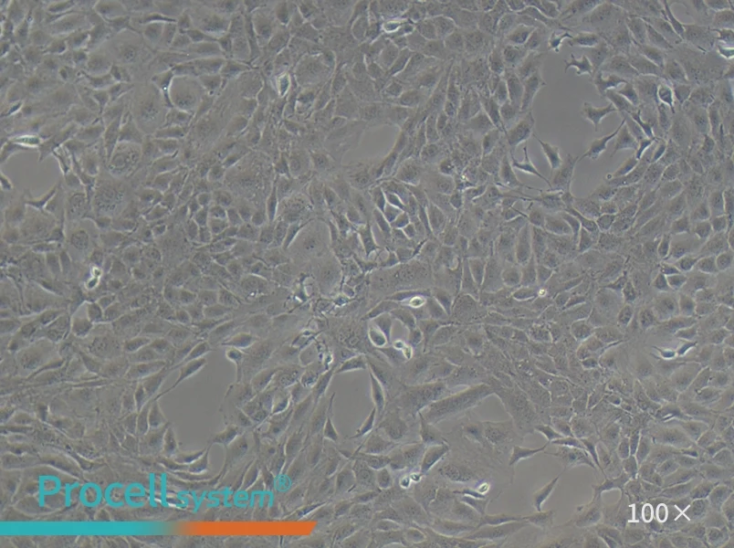 MC3T3-E1 Subclone 14 Cell Complete Medium - 2