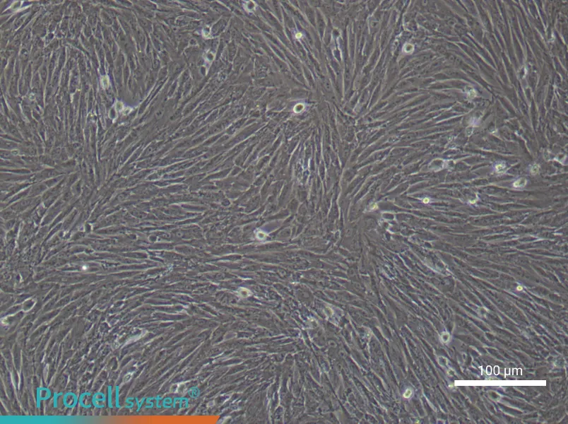 Rabbit Bone Marrow Mesenchymal Stem Cells - 1