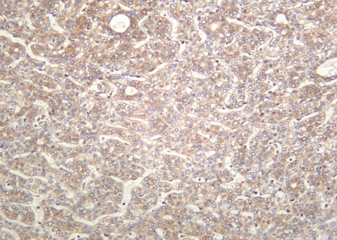 Recombinant Phospho-eIF2α (Ser51) Monoclonal Antibody - 2