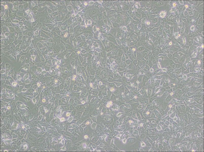 BHT101 Cell Complete MediumBHT101 Cell Complete Medium - 3