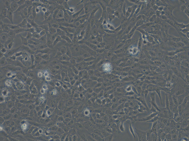 F81 Cell Complete Medium - small - 4