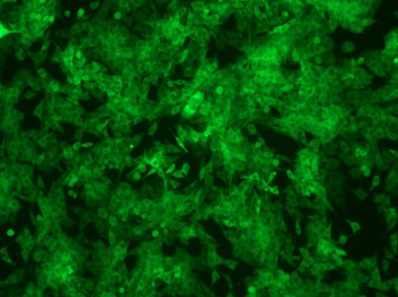 Panc02-GFP Cell Complete Medium - 9