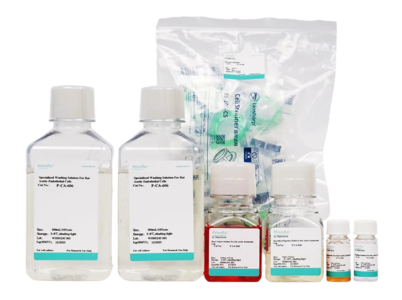 Rat Aortic Endothelial Cells Isolation and Culture Kit