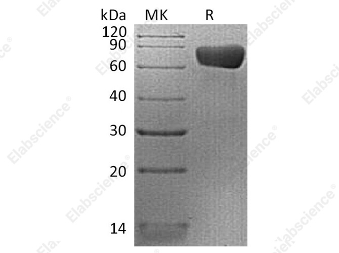 Recombinant Human PD-L2/CD273 Protein (mFc Tag) - 1