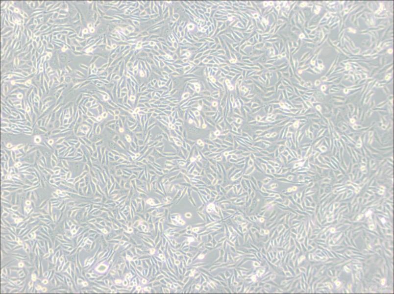 CHO-K1 Cell Complete Medium-searchlist-1