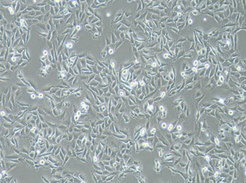 T24 [T-24] Cell Complete Medium-searchlist-1