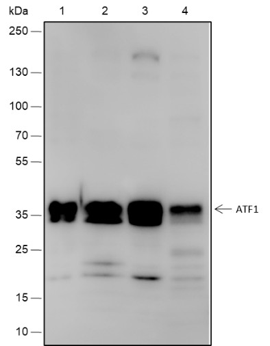 Recombinant ATF1 Monoclonal Antibody-searchlist-1