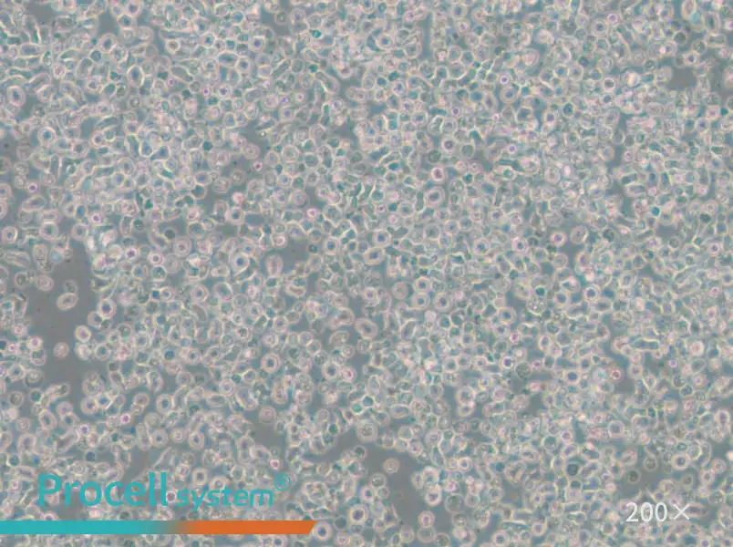 ST486 Cell Complete MediumST486 Cell Complete Medium - 3