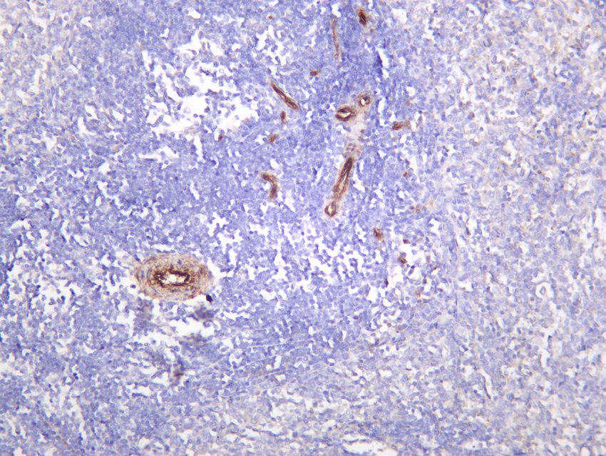 Recombinant TMEM173 Monoclonal Antibody - small - 4