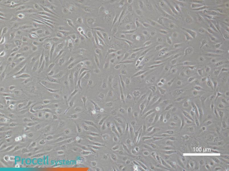 Human Brain Microvascular Endothelial Cell Complete Medium - 3
