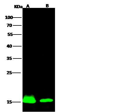 Recombinant IBA1/AIF1 Monoclonal Antibody-searchlist-1