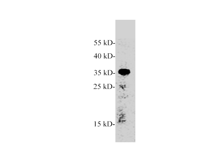 Western blot of Zebrafish whole lysates with anti-AMBP rabbit polyclonal antibody at dilution of 1:1000.