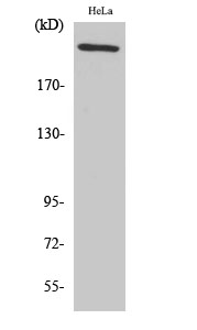 Western Blot analysis of Hela cells using FN1 Polyclonal Antibody at dilution of 1:2000.