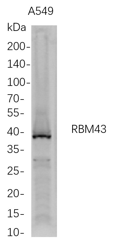 Recombinant RBM43 Monoclonal Antibody-searchlist-1