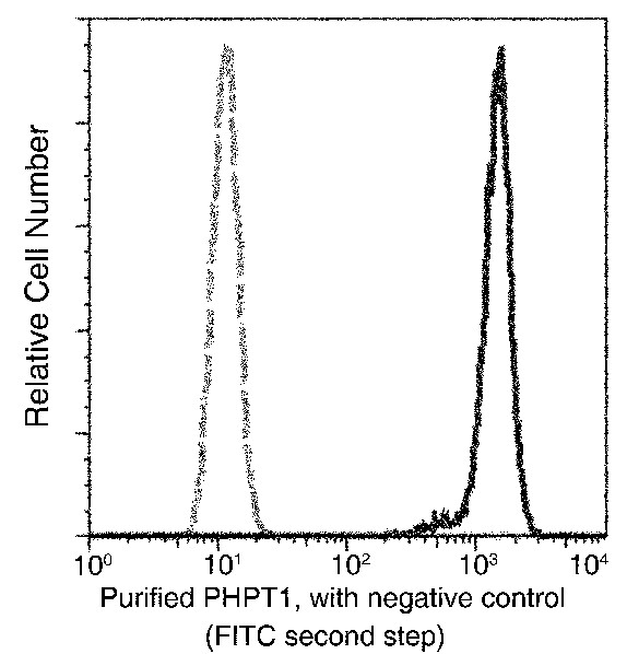 Recombinant PHPT1 Monoclonal Antibody - small - 1