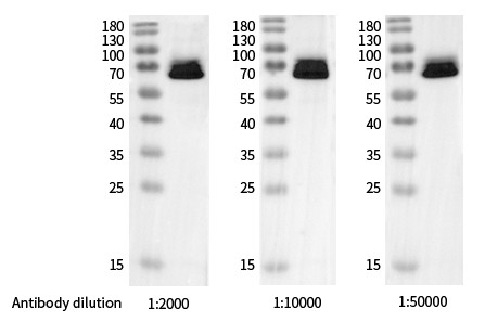 Recombinant Phospho-Paxillin (Tyr118) Monoclonal Antibody - small - 2
