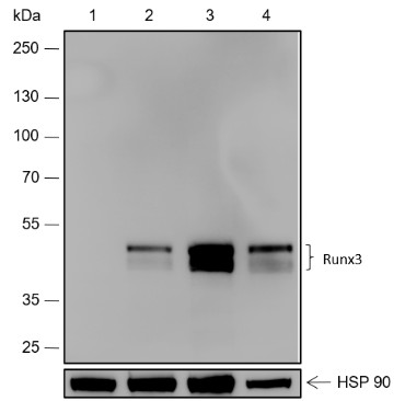 Recombinant RUNX3 Monoclonal Antibody-searchlist-1