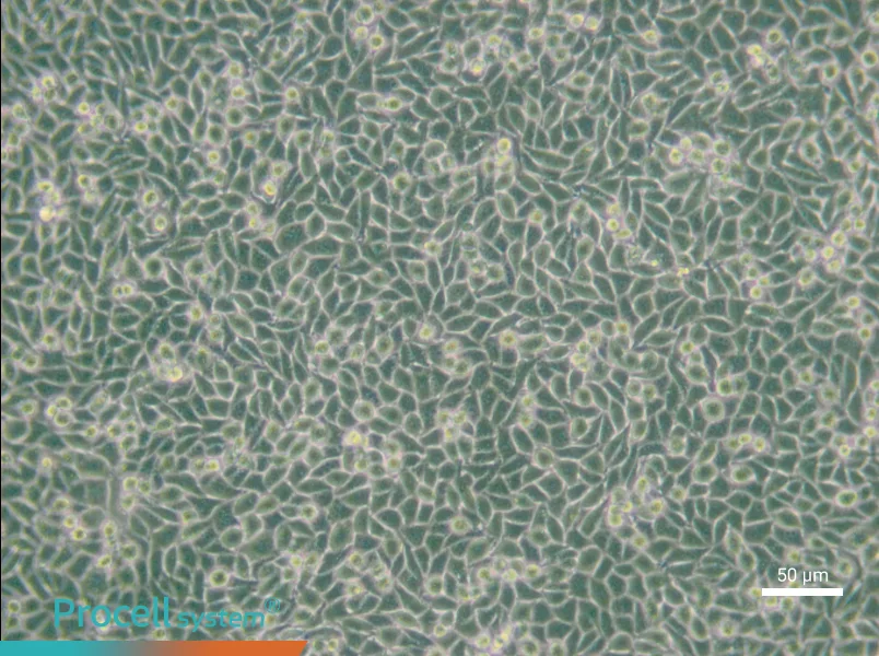 LM/TK [LMTK-] Cell Complete Medium - small - 4