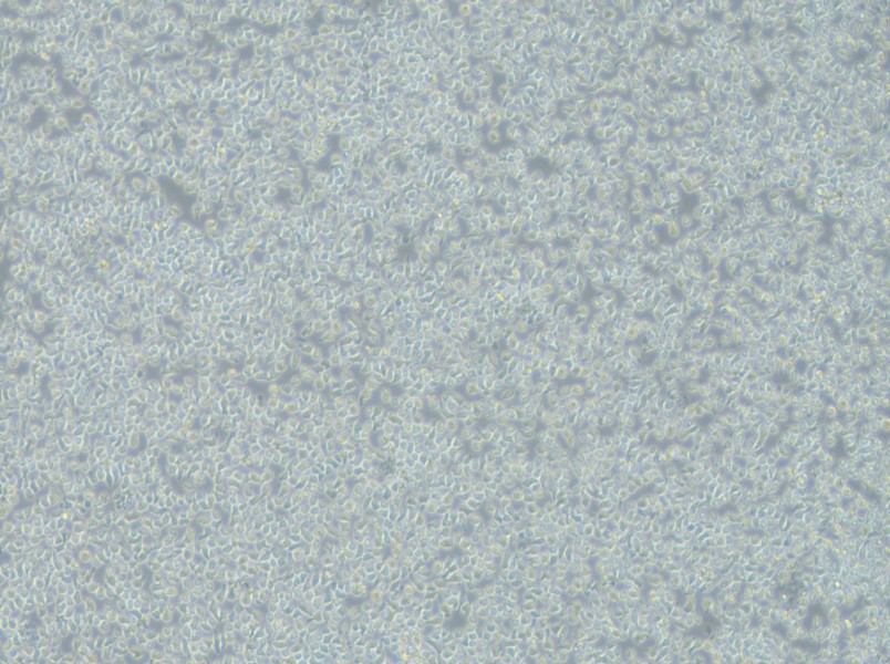 JM-1 Cell Complete MediumJM-1 Cell Complete Medium - 2