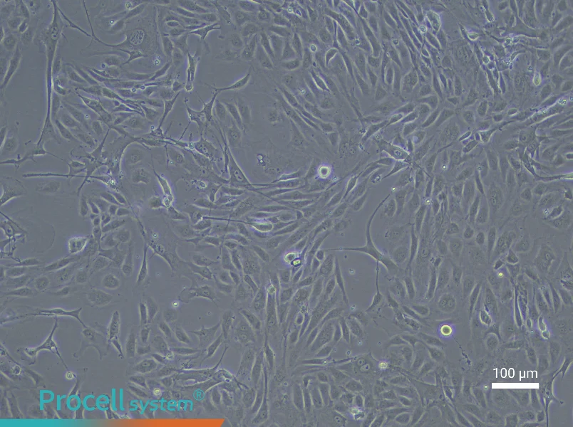 Rabbit Aortic Endothelial Cell Complete Medium - 3