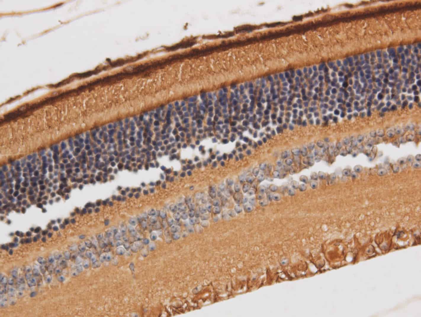 Purified Anti-Mouse CD54 Antibody[YN1/1.7.4]-产品推荐-1