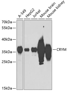 Western blot analysis of extracts of various cell lines using CRYM Polyclonal Antibody at 1:1000 dilution.