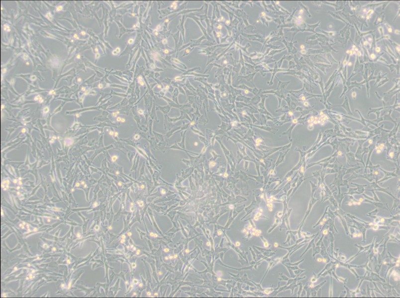 Super Tube Cell Complete Medium-searchlist-1