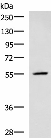 Western blot analysis of A549 cell lysate  using CEP57 Polyclonal Antibody at dilution of 1:600