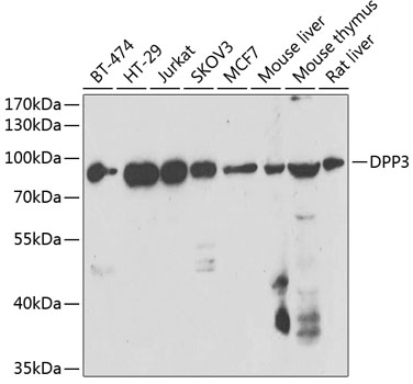 Western blot analysis of extracts of various cell lines using DPP3 Polyclonal Antibody at 1:1000 dilution.