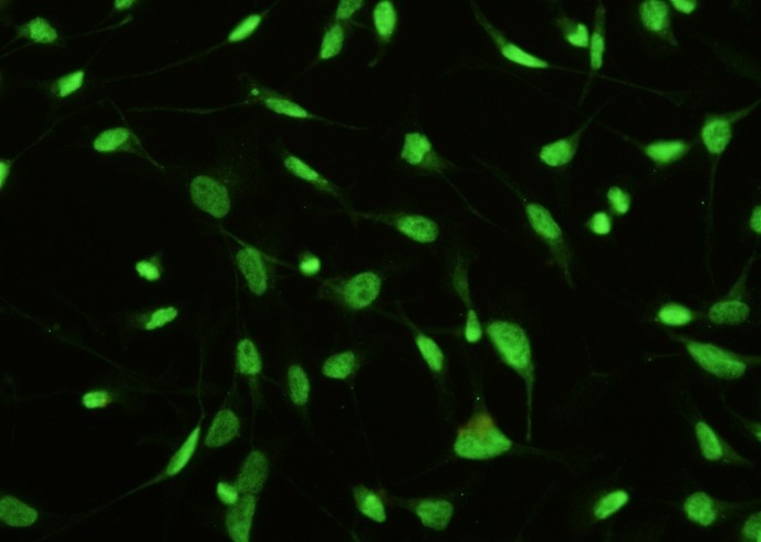 STK4/MST1 Monoclonal Antibody-searchlist-1
