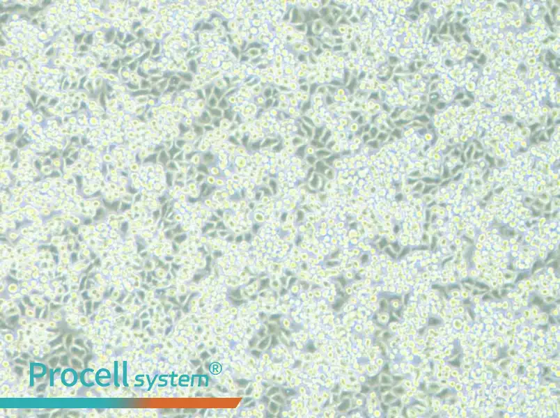 NCI-H2122 Cell Complete MediumNCI-H2122 Cell Complete Medium - 2