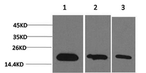 Western Blot analysis of 1) Hela, 2) 293T, 3) PC-12 cells with Survivin Monoclonal Antibody