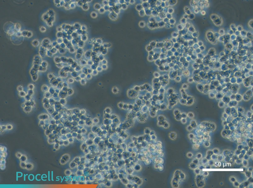 GH3 Cell Complete Medium - small - 5