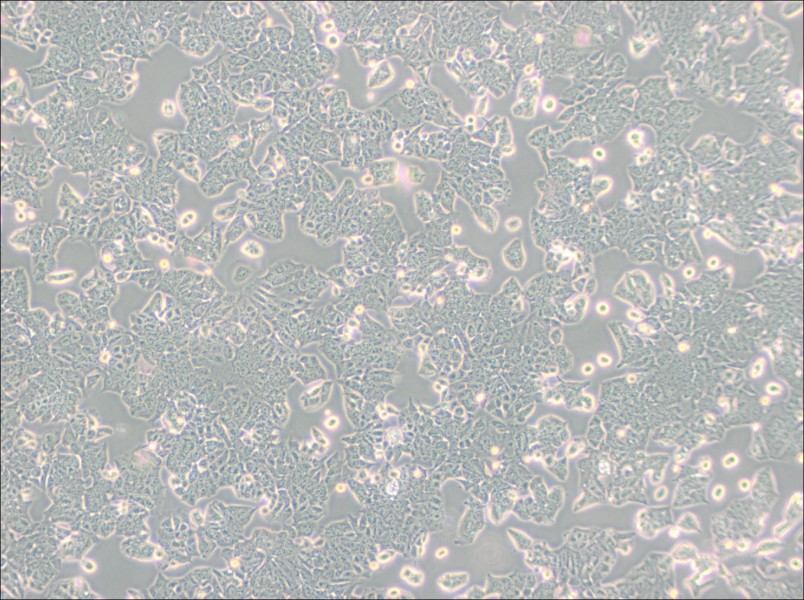 HCT-8 [HRT-18] Cell Complete Medium - 3