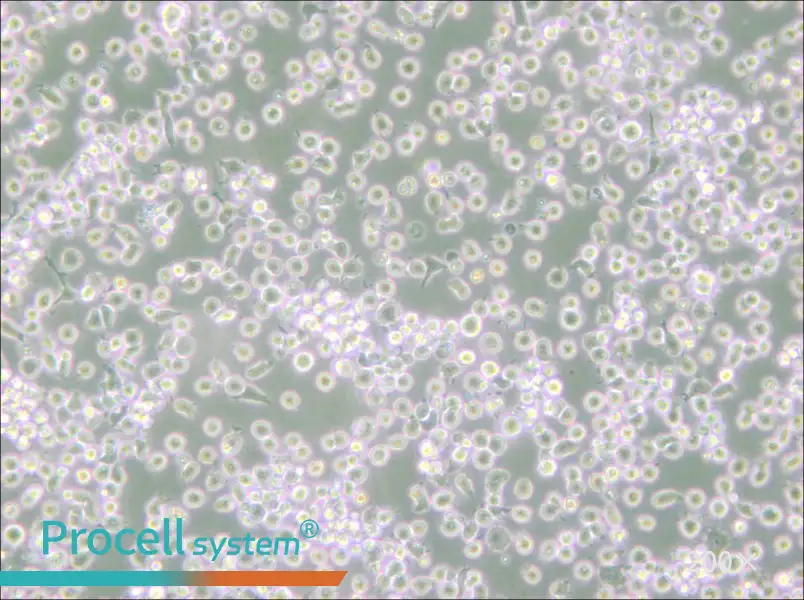 ARH-77 Cell Complete Medium - 6