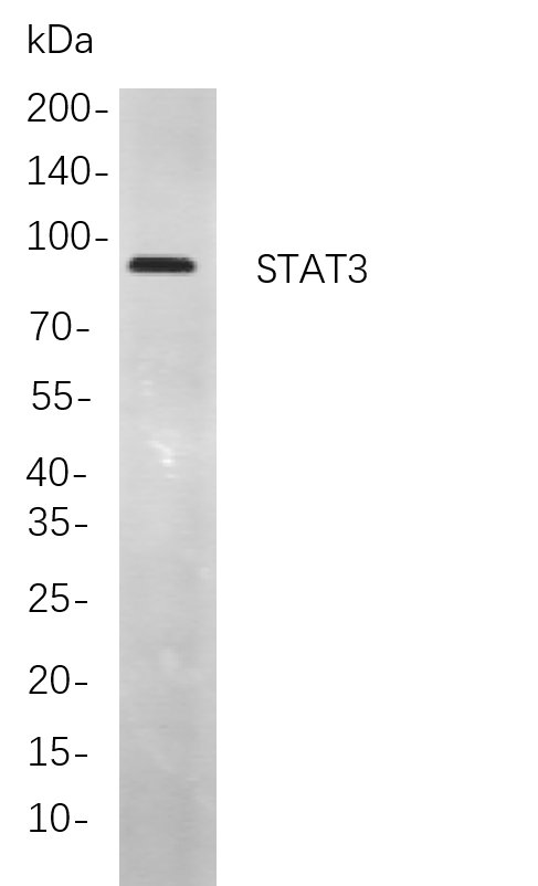 Recombinant STAT3 Monoclonal Antibody-searchlist-1