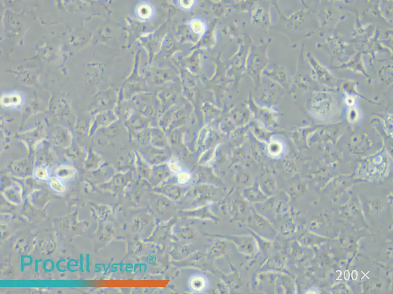 C918 Cell Complete Medium - 5