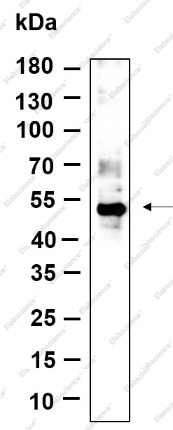 Recombinant Phospho-p53 (Ser46) Monoclonal Antibody - 1