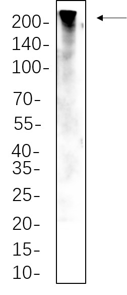 Recombinant ZO1 Monoclonal Antibody-searchlist-1