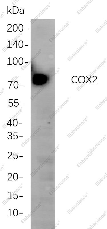 Recombinant COX2 Monoclonal Antibody - 1