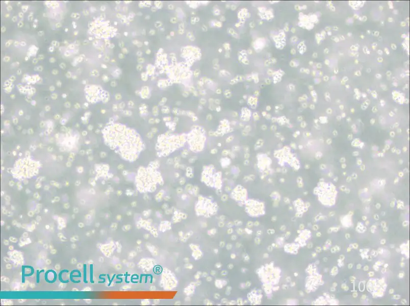 Reh Cell Complete Medium - 1