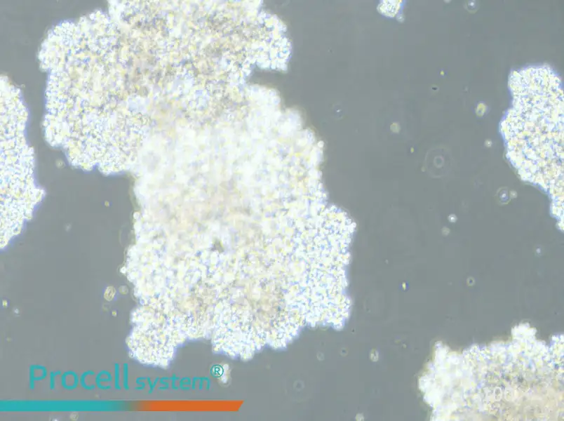 DMS 153 Cell Complete MediumDMS 153 Cell Complete Medium - 2