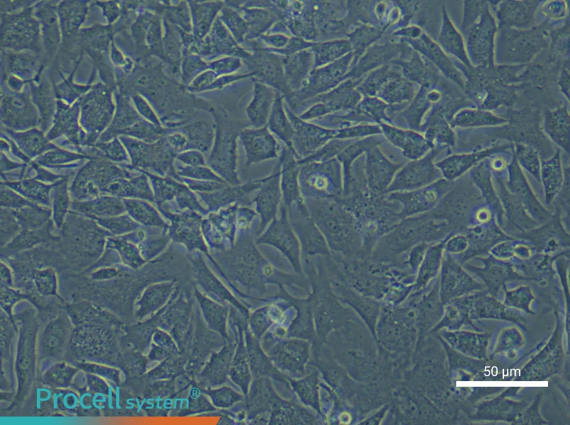 Mouse Cardiac Microvascular Pericyte Complete Medium - small - 4