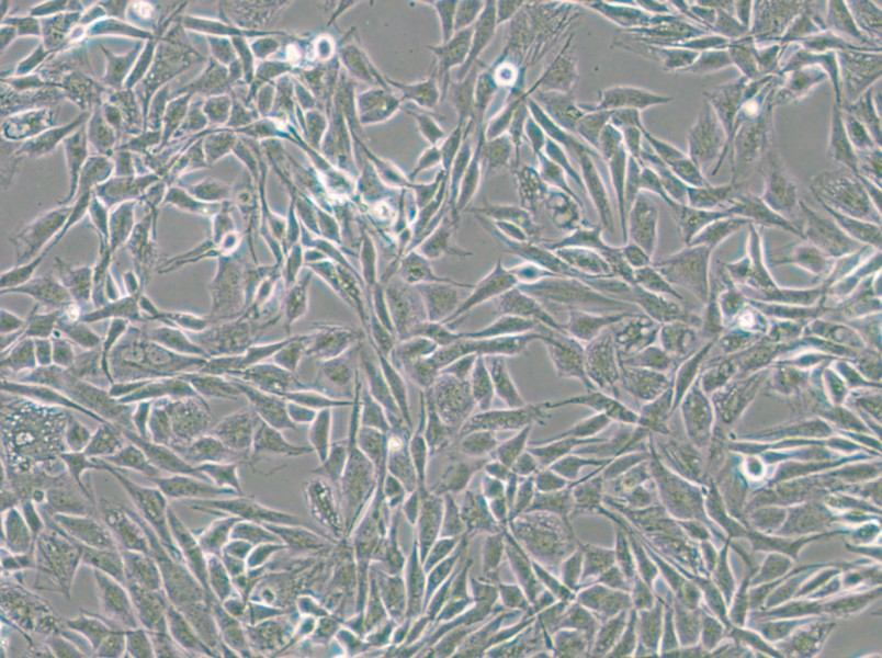 CCF-STTG1 Cell Complete Medium - 5