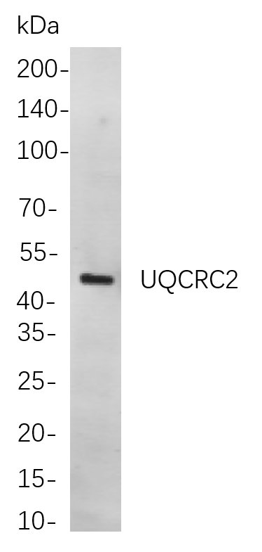 Recombinant UQCRC2 Monoclonal Antibody-searchlist-1