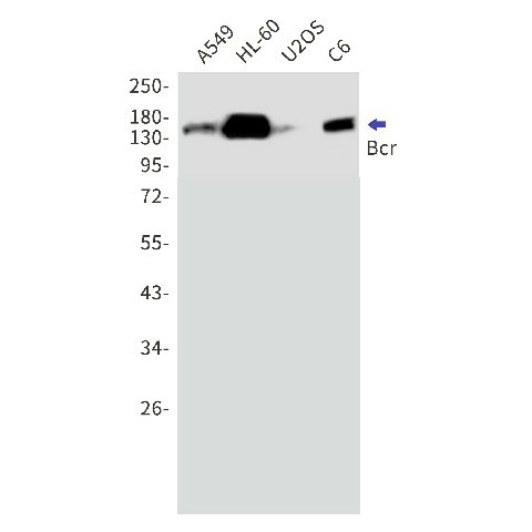 Western blot detection of Bcr in A549,HL-60,U2OS,C6 cell lysates using Bcr Rabbit mAb(1:1000 diluted).Predicted band size:143kDa.Observed band size:160kDa.